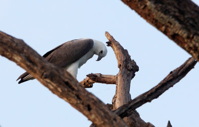 BIRD - EAGLE - WHITE-BELLIED SEA EAGLE - YALA NATIONAL PARK SRI LANKA (2).JPG
