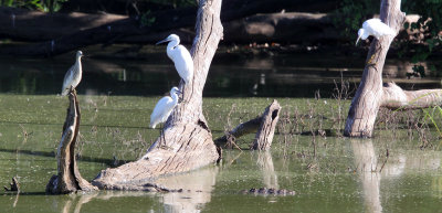 BIRD - EGRET - INTERMEDIATE EGRET - UDAWALAWA NATIONAL PARK SRI LANKA (2).JPG