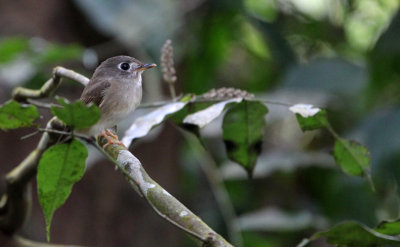 BIRD - FLYCATCHER - ASIAN BROWN FLYCATCHER - SINGHARAJA NATIONAL PARK SRI LANKA (1).JPG