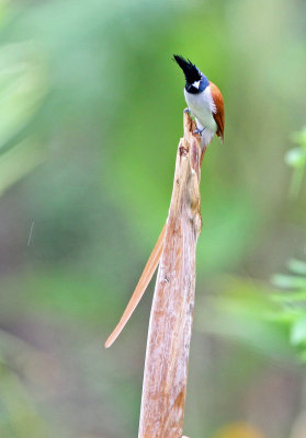 BIRD - FLYCATCHER - ASIAN PARADISE FLYCATCHER - SIRIGIYA FOREST SRI LANKA (1).JPG