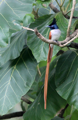 BIRD - FLYCATCHER - ASIAN PARADISE FLYCATCHER - SIRIGIYA FOREST SRI LANKA (12).JPG