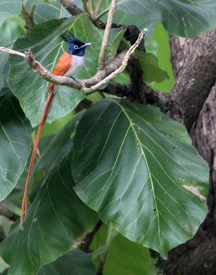 BIRD - FLYCATCHER - ASIAN PARADISE FLYCATCHER - SIRIGIYA FOREST SRI LANKA (13).JPG