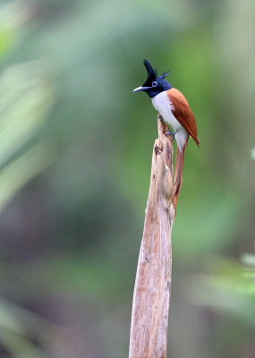 BIRD - FLYCATCHER - ASIAN PARADISE FLYCATCHER - SIRIGIYA FOREST SRI LANKA (3).JPG