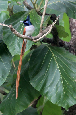 BIRD - FLYCATCHER - ASIAN PARADISE FLYCATCHER - SIRIGIYA FOREST SRI LANKA (8).JPG