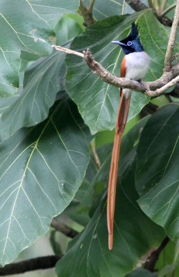 BIRD - FLYCATCHER - ASIAN PARADISE FLYCATCHER - SIRIGIYA FOREST SRI LANKA (9).JPG