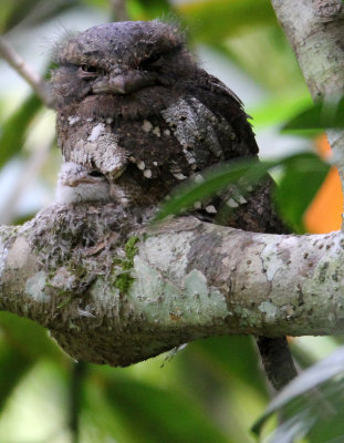 BIRD - FROGMOUTH - CEYLON FROGMOUTH -  SINGHARAJA NATIONAL PARK SRI LANKA (10).JPG