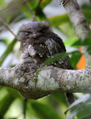 BIRD - FROGMOUTH - CEYLON FROGMOUTH -  SINGHARAJA NATIONAL PARK SRI LANKA (11).JPG