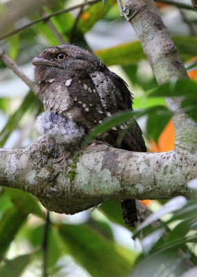 BIRD - FROGMOUTH - CEYLON FROGMOUTH -  SINGHARAJA NATIONAL PARK SRI LANKA (22).JPG