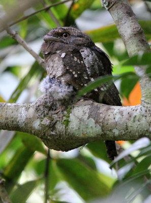 BIRD - FROGMOUTH - CEYLON FROGMOUTH -  SINGHARAJA NATIONAL PARK SRI LANKA (24).JPG