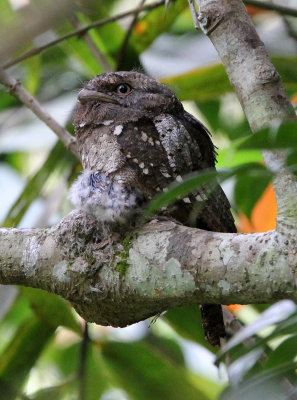 BIRD - FROGMOUTH - CEYLON FROGMOUTH -  SINGHARAJA NATIONAL PARK SRI LANKA (26).JPG