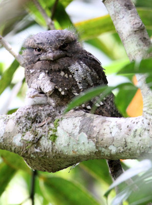 BIRD - FROGMOUTH - CEYLON FROGMOUTH -  SINGHARAJA NATIONAL PARK SRI LANKA (9).JPG