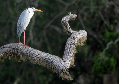 BIRD - HERON - GREY HERON - YALA NATIONAL PARK SRI LANKA (5).JPG