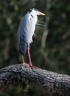 BIRD - HERON - GREY HERON - YALA NATIONAL PARK SRI LANKA (6).JPG