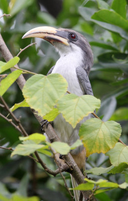 BIRD - HORNBILL - CEYLON GREY HORNBILL - SIRIGIYA FOREST SRI LANKA (10).JPG