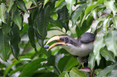 BIRD - HORNBILL - CEYLON GREY HORNBILL - SIRIGIYA FOREST SRI LANKA (14).JPG