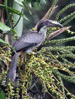BIRD - HORNBILL - SRI LANKA GREY HORNBILL -  KITULGALA NATIONAL FOREST RESERVE SRI LANKA (12).JPG