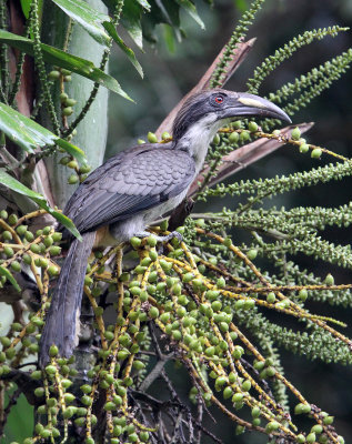 BIRD - HORNBILL - SRI LANKA GREY HORNBILL -  KITULGALA NATIONAL FOREST RESERVE SRI LANKA (15).JPG