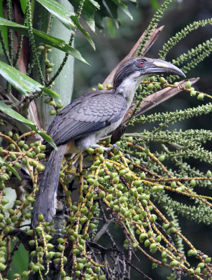 BIRD - HORNBILL - SRI LANKA GREY HORNBILL -  KITULGALA NATIONAL FOREST RESERVE SRI LANKA (16).JPG