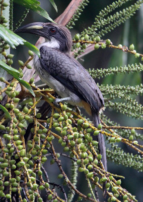 BIRD - HORNBILL - SRI LANKA GREY HORNBILL -  KITULGALA NATIONAL FOREST RESERVE SRI LANKA (2).JPG