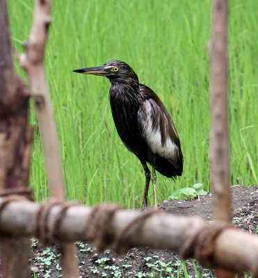 BIRD - INDIAN POND HERON - SIRIGIYA FOREST AND FORTRESS AREA SRI LANKA - PHOTO BY SOM SMITH (5).jpg
