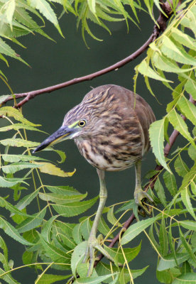 BIRD - INDIAN POND HERON - SIRIGIYA FOREST AREA SRI LANKA (1).JPG