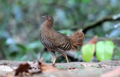 BIRD - JUNGLEFOWL - SRI LANKA JUNGLEFOWL - SINGHARAJA NATIONAL PARK SRI LANKA (5).JPG