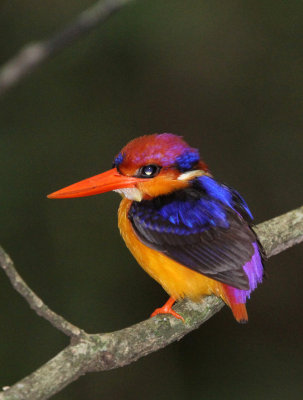 BIRD - KINGFISHER - BLACK-HEADED DWARF KINGFISHER - SIRIGIYA FOREST SRI LANKA (8).JPG