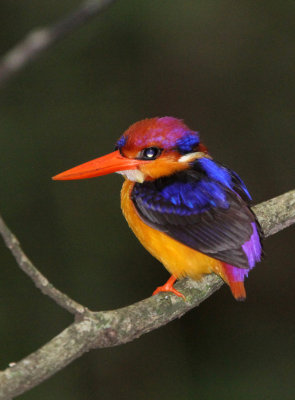 BIRD - KINGFISHER - BLACK-HEADED DWARF KINGFISHER - SIRIGIYA FOREST SRI LANKA (9).JPG