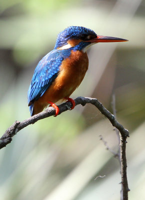 BIRD - KINGFISHER - COMMON KINGFISHER - SIRIGIYA FOREST AREA SRI LANKA (4).JPG