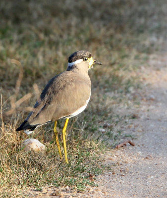 BIRD - LAPWING -  YELLOW-WATTLED LAPWING - UDAWALAWA NATIONAL PARK SRI LANKA (3).JPG