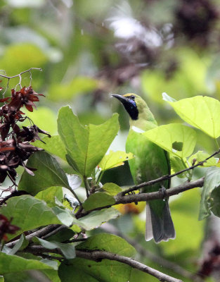 BIRD - LEAFBIRD - JERDON'S LEAFBIRD - SIRIGIYA FOREST SRI LANKA (1).JPG