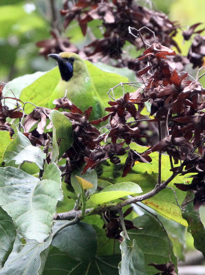 BIRD - LEAFBIRD - JERDON'S LEAFBIRD - SIRIGIYA FOREST SRI LANKA (3).JPG