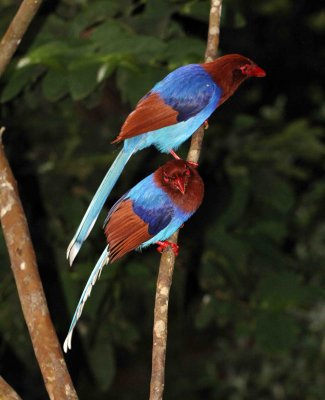 BIRD - MAGPIE - CEYLON BLUE MAGPIE - SINGHARAJA NATIONAL PARK, SRI LANKA - PHOTO BY SOM SMITH (10).JPG