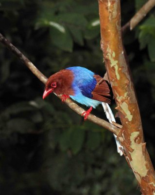 BIRD - MAGPIE - CEYLON BLUE MAGPIE - SINGHARAJA NATIONAL PARK, SRI LANKA - PHOTO BY SOM SMITH (12).JPG