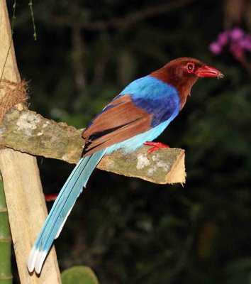BIRD - MAGPIE - CEYLON BLUE MAGPIE - SINGHARAJA NATIONAL PARK, SRI LANKA - PHOTO BY SOM SMITH (4).JPG