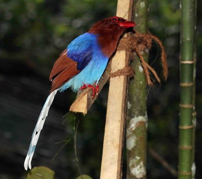 BIRD - MAGPIE - CEYLON BLUE MAGPIE - SINGHARAJA NATIONAL PARK, SRI LANKA - PHOTO BY SOM SMITH (5).JPG