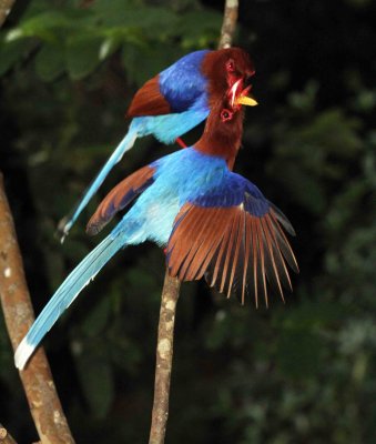 BIRD - MAGPIE - CEYLON BLUE MAGPIE - SINGHARAJA NATIONAL PARK, SRI LANKA - PHOTO BY SOM SMITH (9).JPG