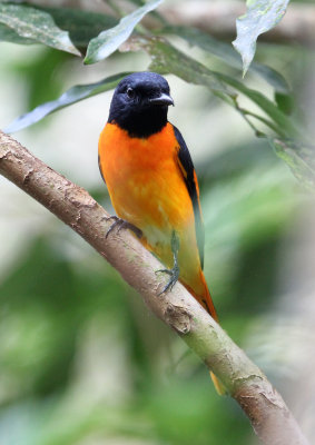 BIRD - MINIVET - ORANGE MINIVET  -  KITULGALA NATIONAL FOREST RESERVE SRI LANKA (1).JPG