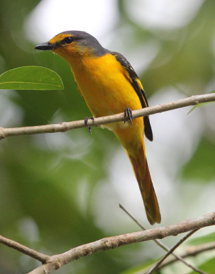 BIRD - MINIVET - ORANGE MINIVET  -  KITULGALA NATIONAL FOREST RESERVE SRI LANKA (13).JPG
