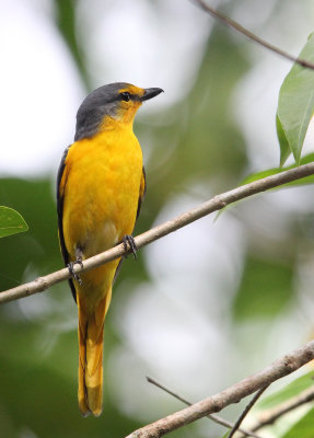 BIRD - MINIVET - ORANGE MINIVET  -  KITULGALA NATIONAL FOREST RESERVE SRI LANKA (17).JPG