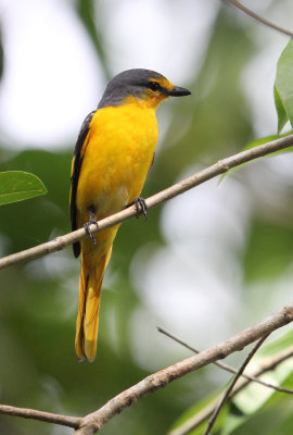 BIRD - MINIVET - ORANGE MINIVET  -  KITULGALA NATIONAL FOREST RESERVE SRI LANKA (20).JPG