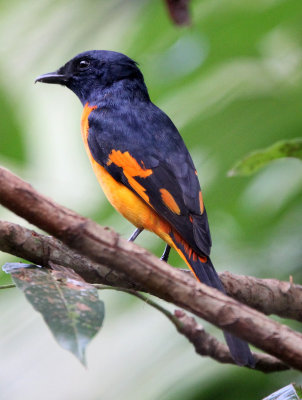 BIRD - MINIVET - ORANGE MINIVET  -  KITULGALA NATIONAL FOREST RESERVE SRI LANKA (7).JPG