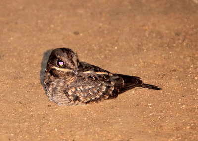 BIRD - NIGHTJAR - INDIAN SMALL NIGHTJAR - YALA NATIONAL PARK SRI LANKA (5).JPG