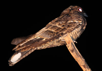 BIRD - NIGHTJAR - INDIAN SMALL NIGHTJAR - YALA NATIONAL PARK SRI LANKA (7).JPG