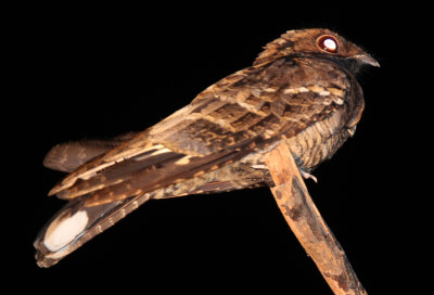 BIRD - NIGHTJAR - INDIAN SMALL NIGHTJAR - YALA NATIONAL PARK SRI LANKA (9).JPG