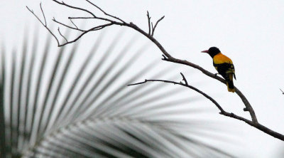 BIRD - ORIOLE - BLACK-HOODED ORIOLE - SIRIGIYA FOREST SRI LANKA (3).JPG