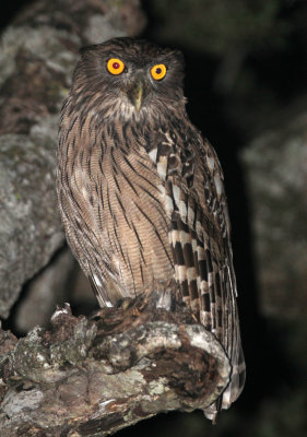 BIRD - OWL - BROWN FISH OWL - SIRIGIYA FOREST AREA SRI LANKA (1).JPG
