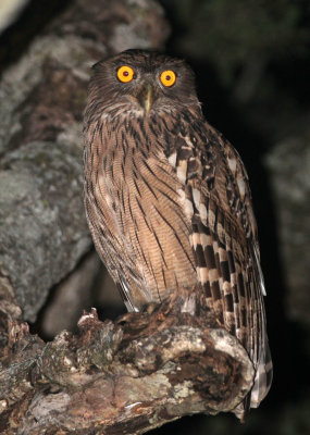 BIRD - OWL - BROWN FISH OWL - SIRIGIYA FOREST AREA SRI LANKA (10).JPG