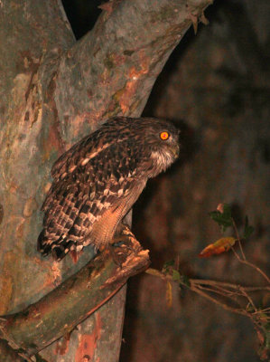 BIRD - OWL - BROWN FISH OWL - SIRIGIYA FOREST AREA SRI LANKA (3).JPG
