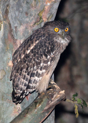 BIRD - OWL - BROWN FISH OWL - SIRIGIYA FOREST AREA SRI LANKA (4).JPG